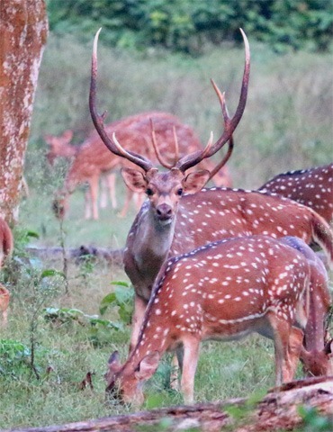 Activities – Hotel Jungle Crown Sauraha Nepal