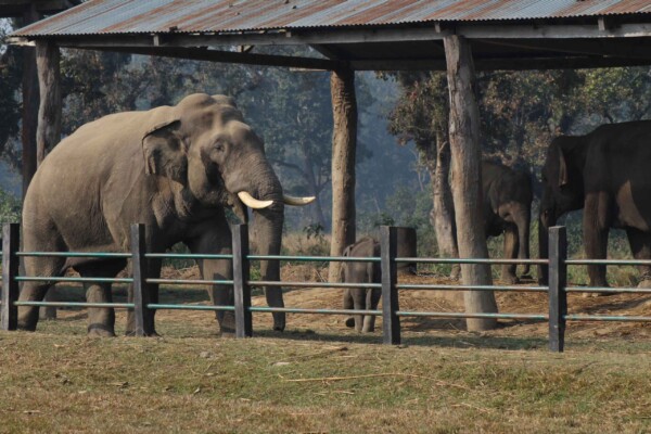 Hotel Jungle Crown in Chitwan National Park